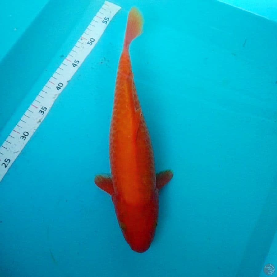 benikarashi Aragoke 38cm