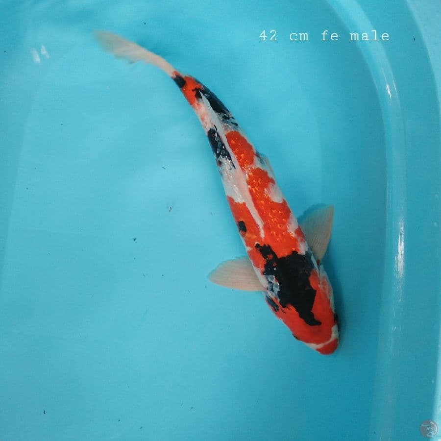 shogin 42 cm