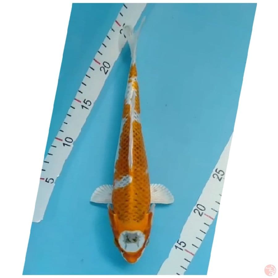 maruten Kujaku 30cm