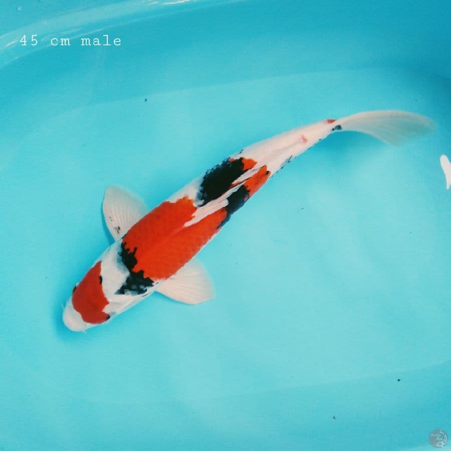 Showa 45 cm male..