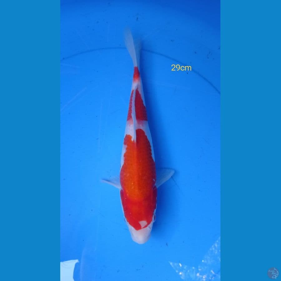 ~KOHAKU STEP 29cm~