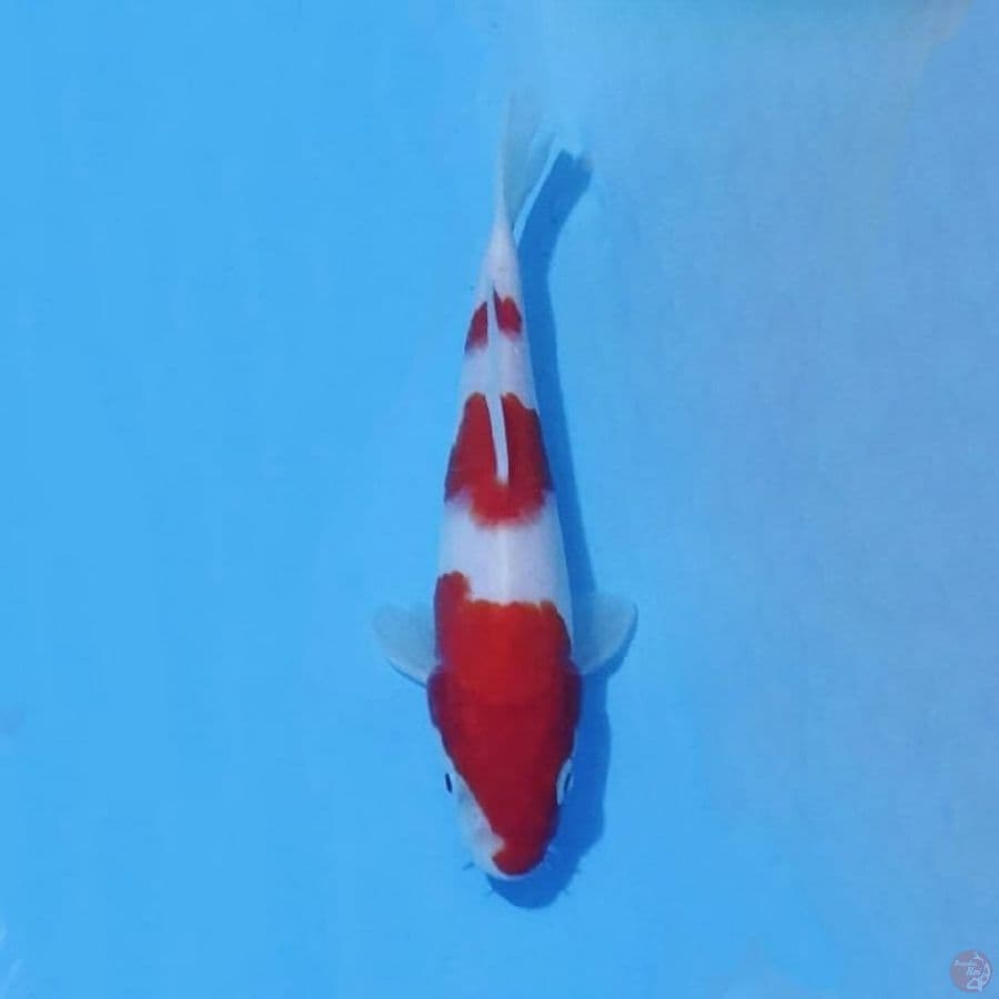 11. KOHAKU 16 CM
