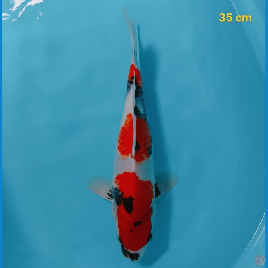 male 35 cm