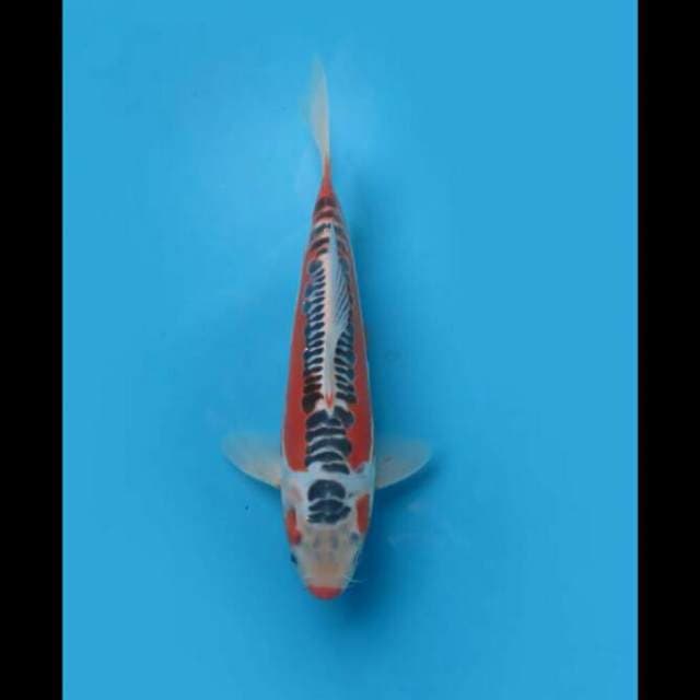 28cm - F1 Hanna Shusui