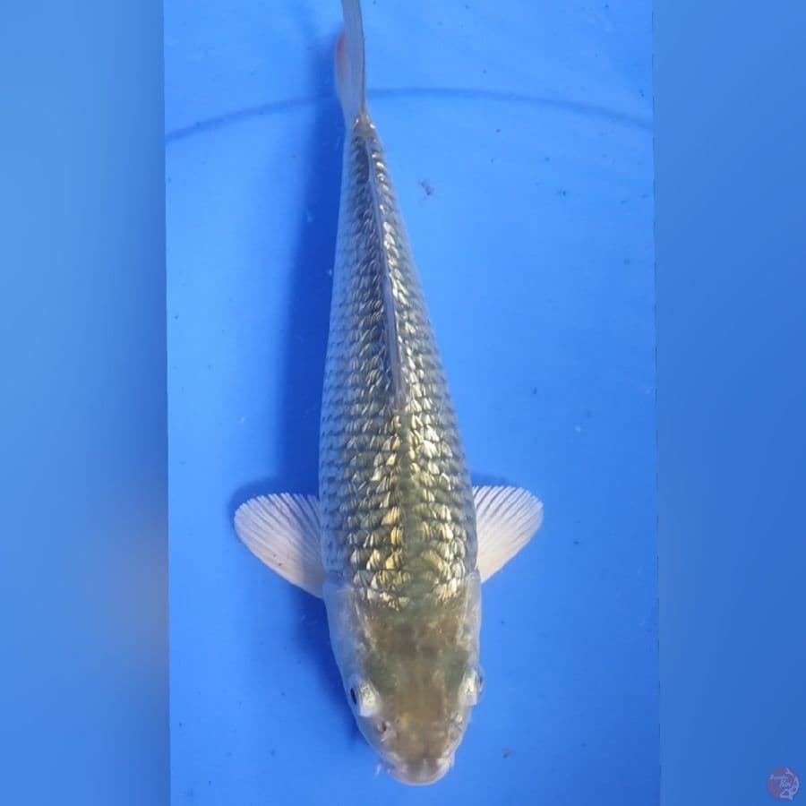 SORAGOI GINDRIN 25CM