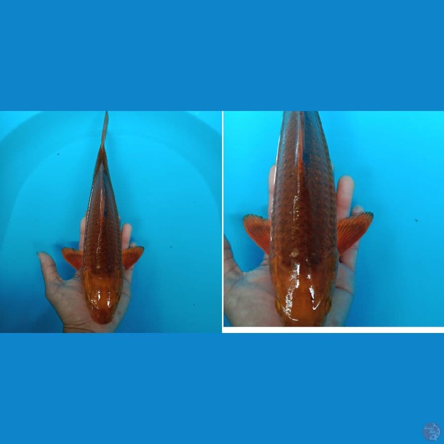 caramel 34 cm male
