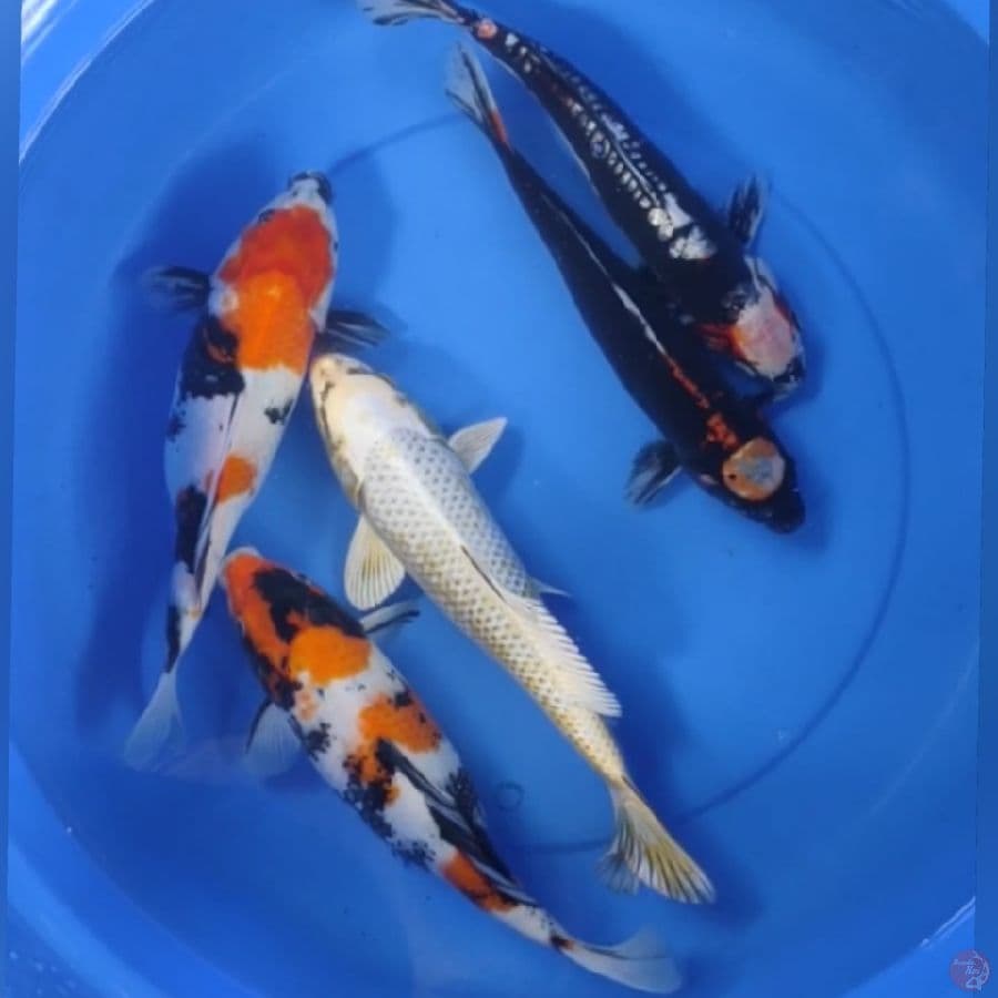paket mix 3136cm 5ekoe