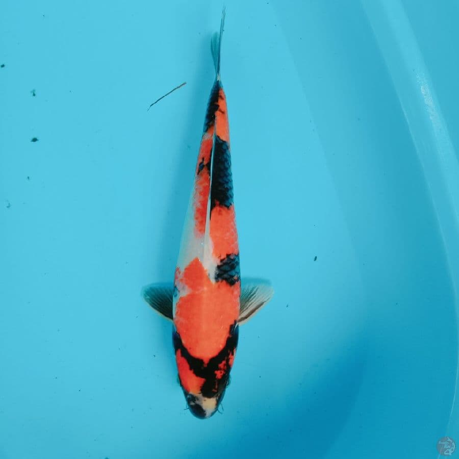 showa 33 cm