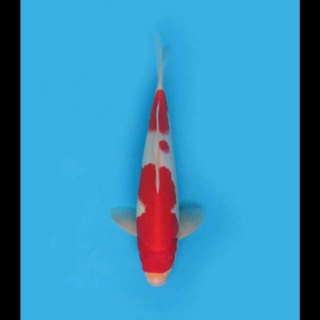 30cm - F1 Red Kohaku 
