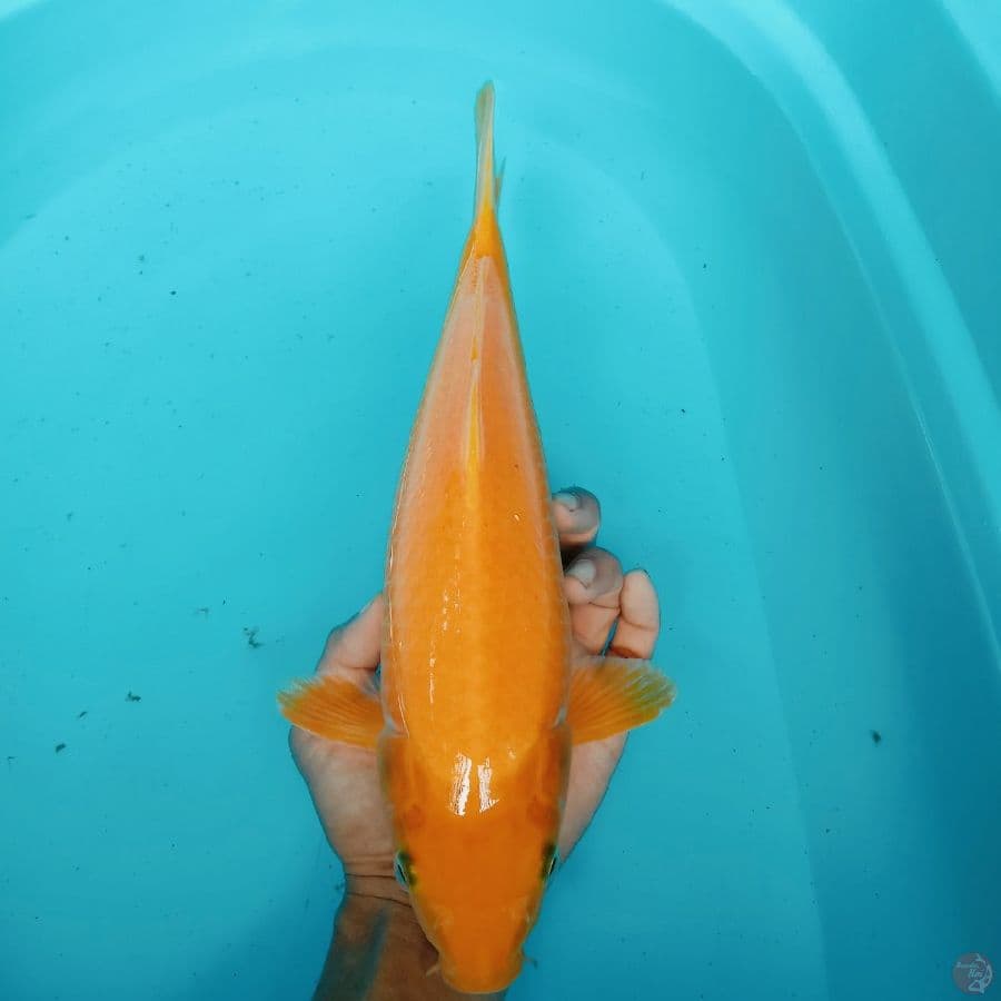 karasi 34 cm
