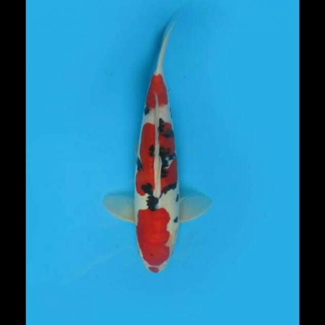 26cm - F1 Sanke Doitsu Murni 