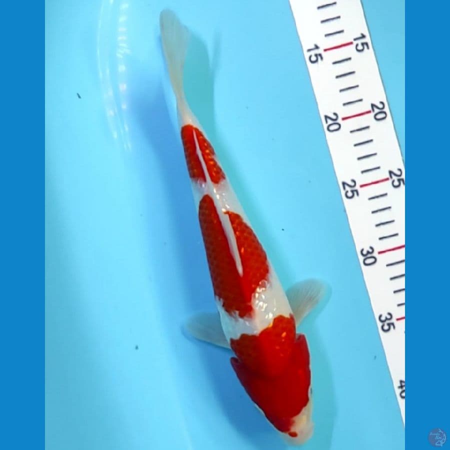 sandan kohaku gindrin 30cm  padat omme????