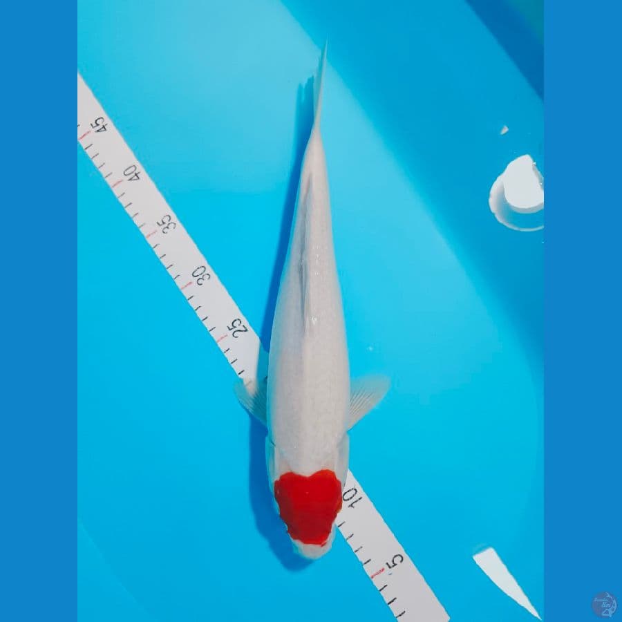 TANCO KOHAKU ORI 35 CM