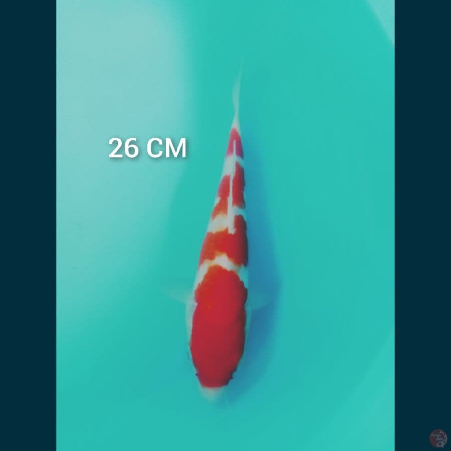 KOHAKU