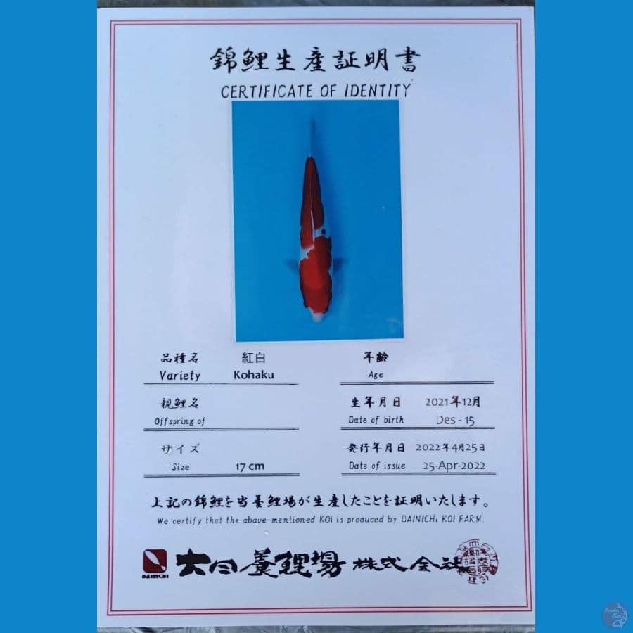 Dainichi Kohaku sz 25cm