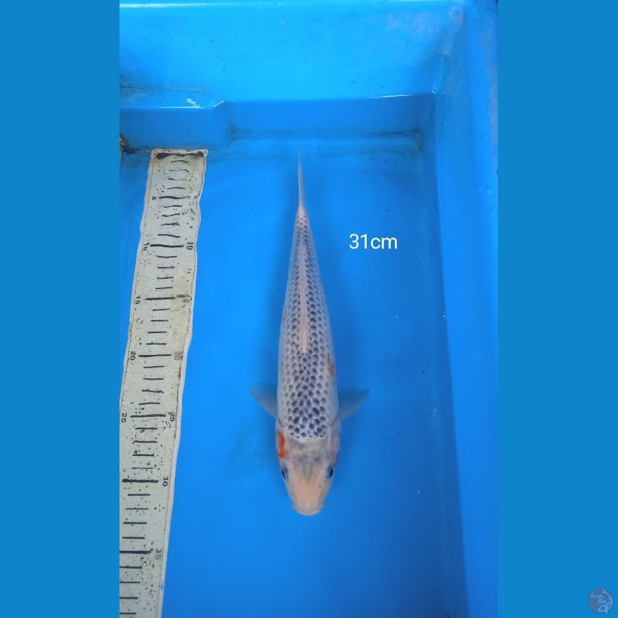 asagi 31cm