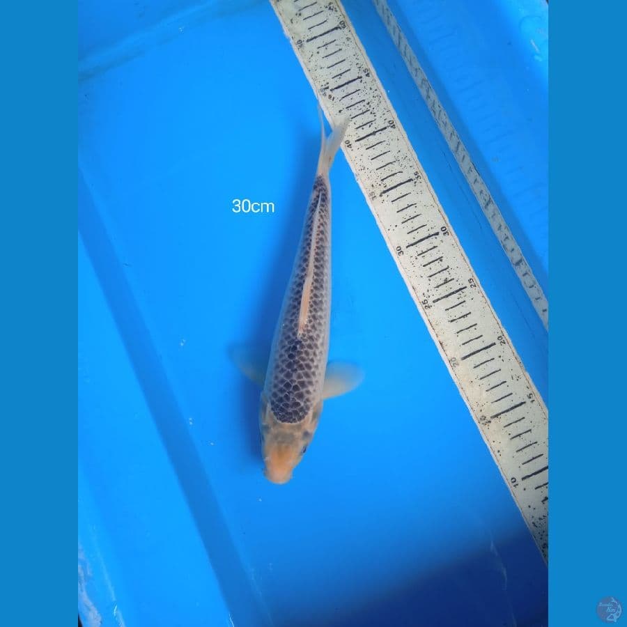 Asagi 30cm
