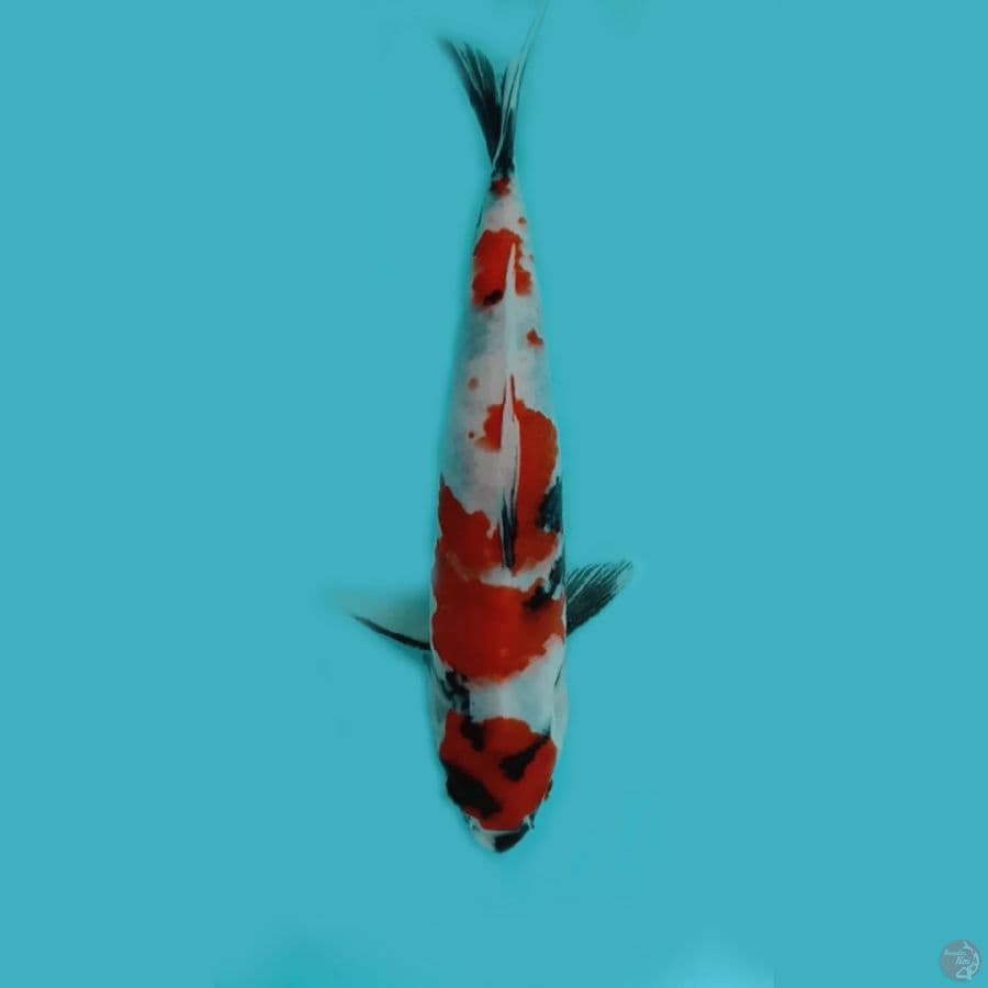 showa 18cm