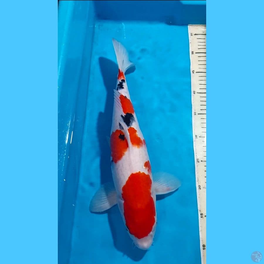 SANKE CALON INDUK QUALITY 40 CM