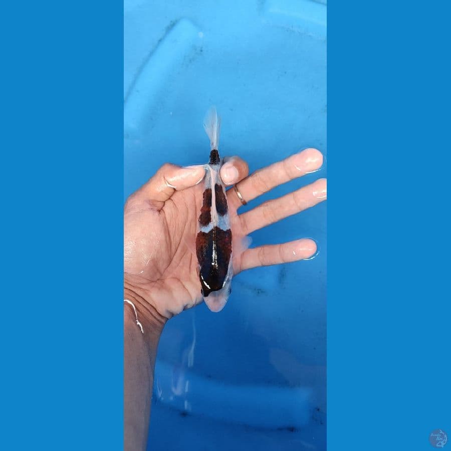 minion budo goromo_15cm