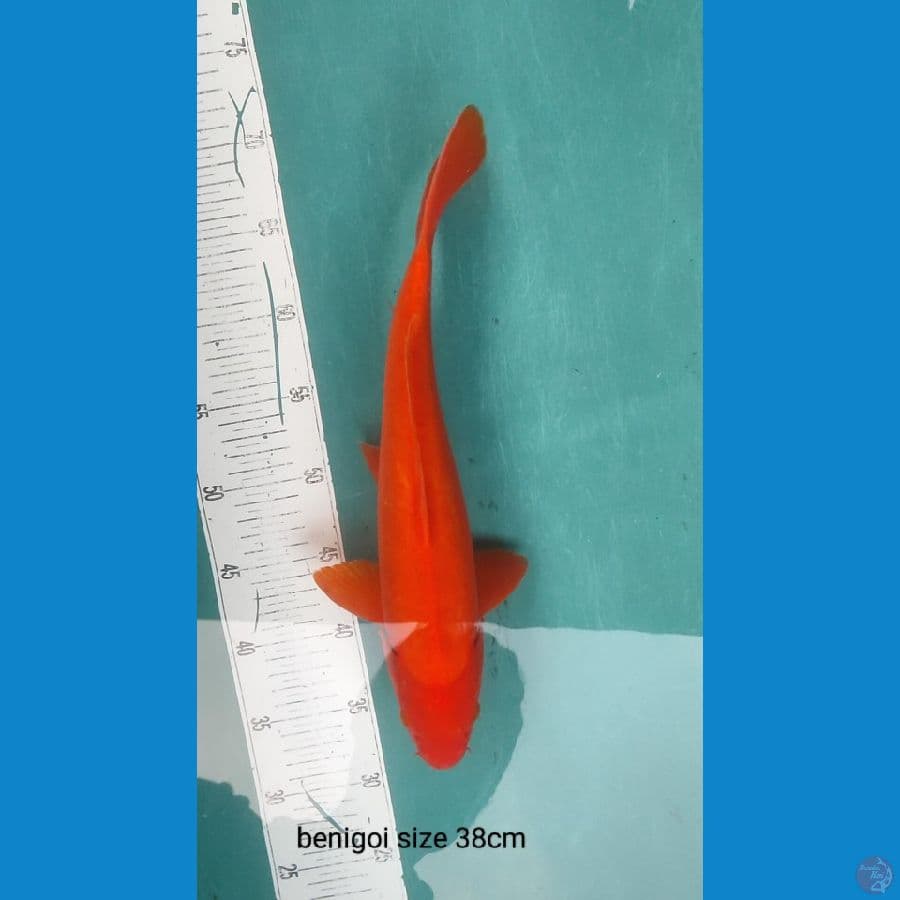 benigoi f1 super red 28cm