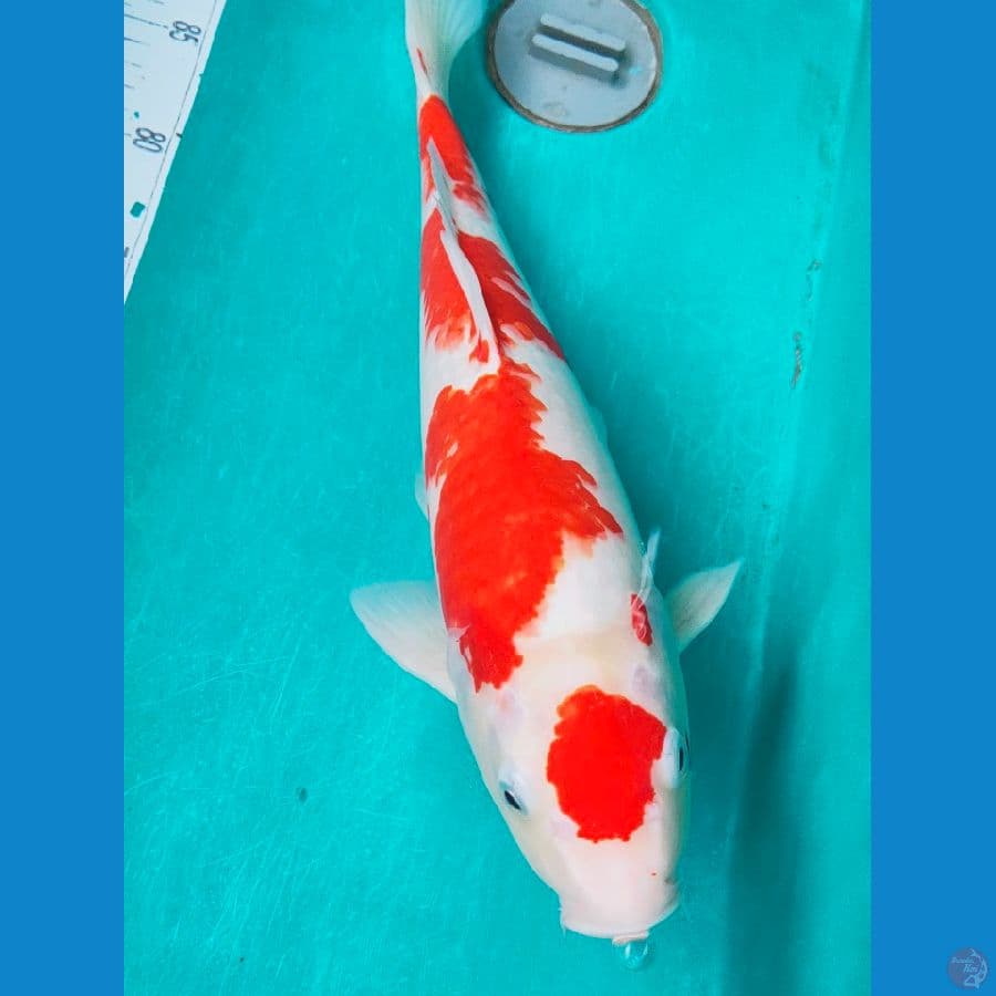 kohaku inazuma male 40cm
