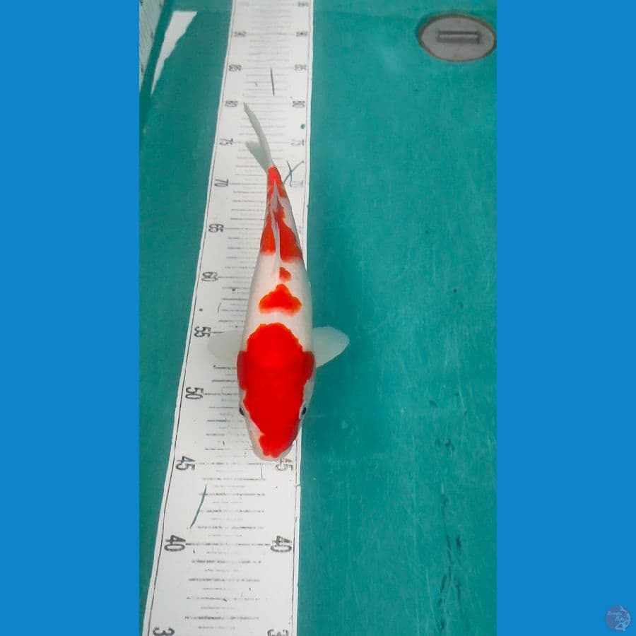 red kohaku original 28cm