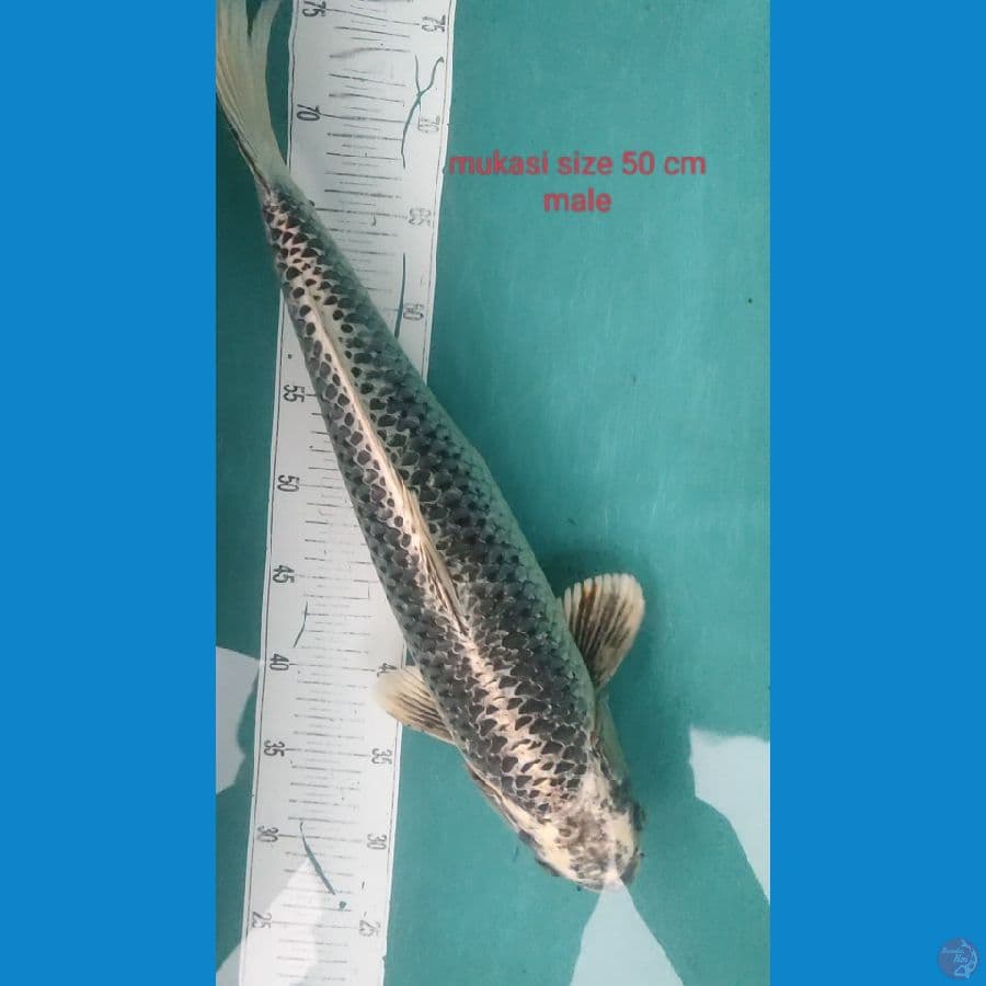 mukasi male 50 cm
