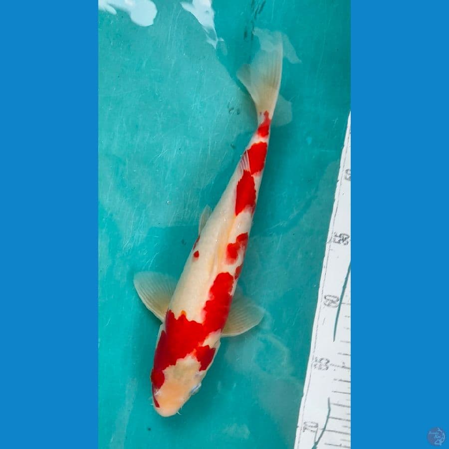 red kohaku strong f1