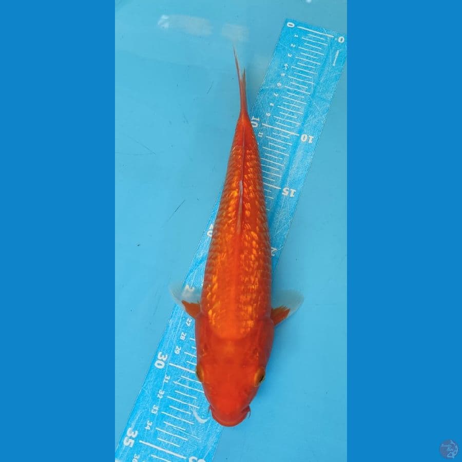 AKA HAJIRO 30Bu male
