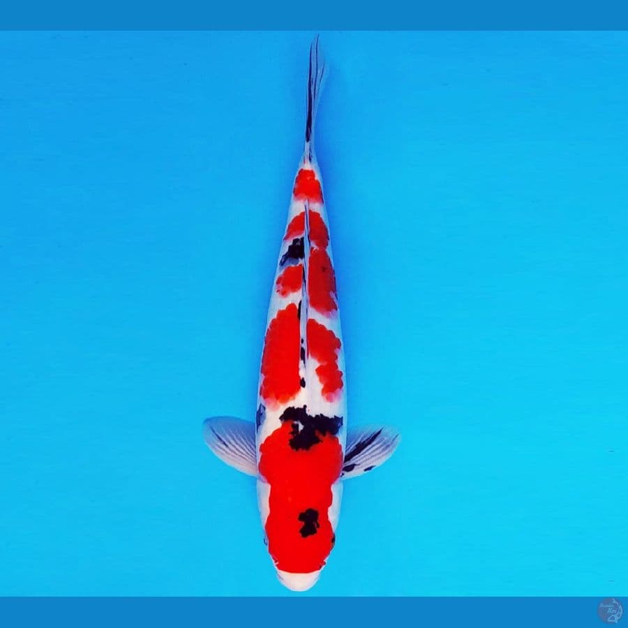 MAGURO 3 - SANKE 33 cm/male ®