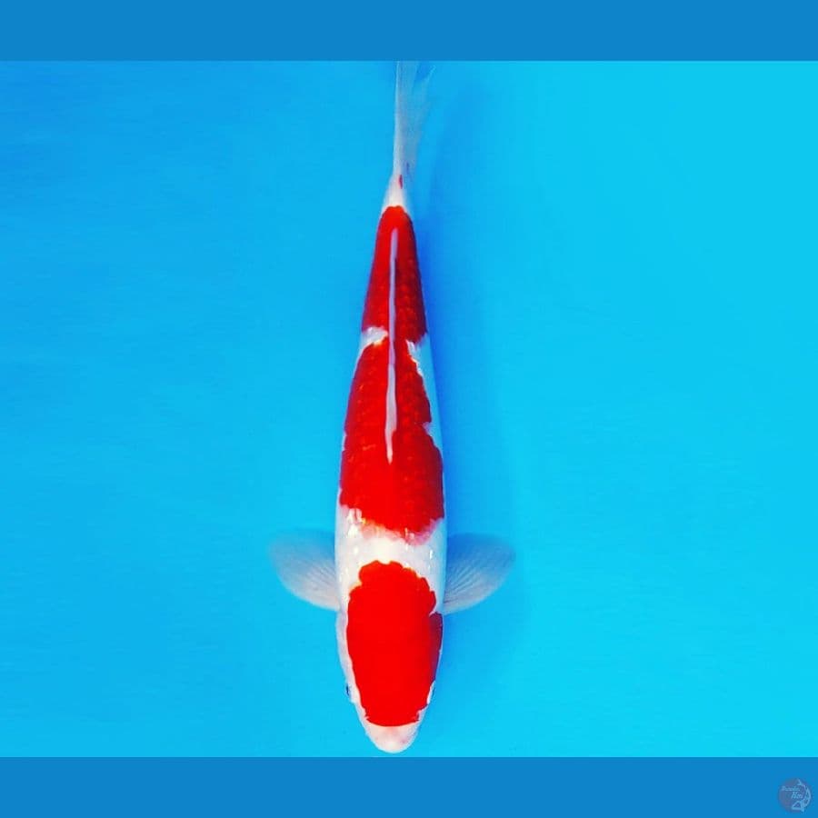 MAGURO 12 - KOHAKU GIN RIN 30 cm/male ®