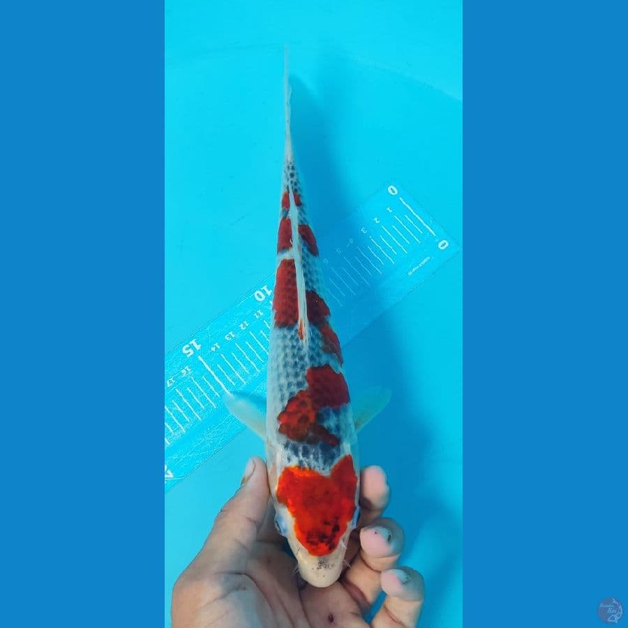 GHOSIKI 30CM