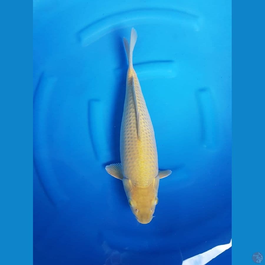 Midori 45cm bulky ikan jinak