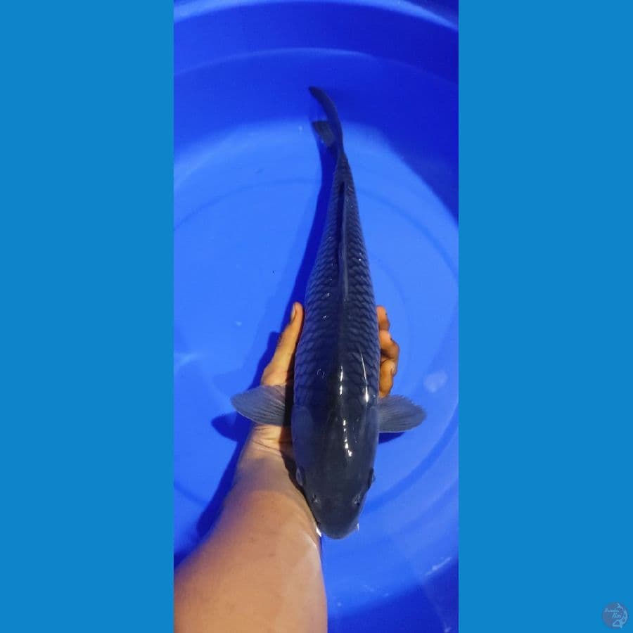 OCHIBA POLOS 42cm