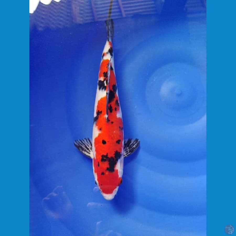 sanke male 36cm