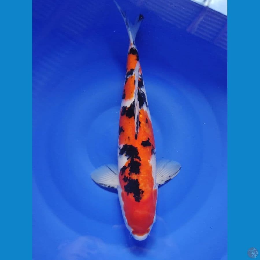 sanke male 39cm