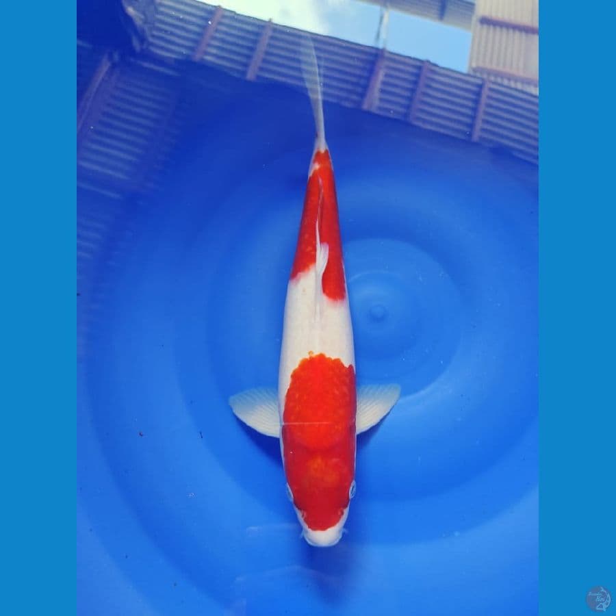 kohaku male 36cm