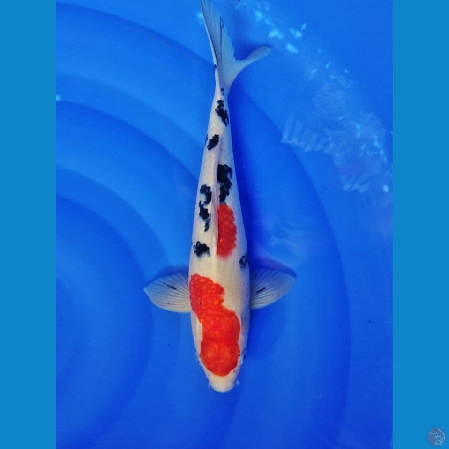 sanke male 35cm