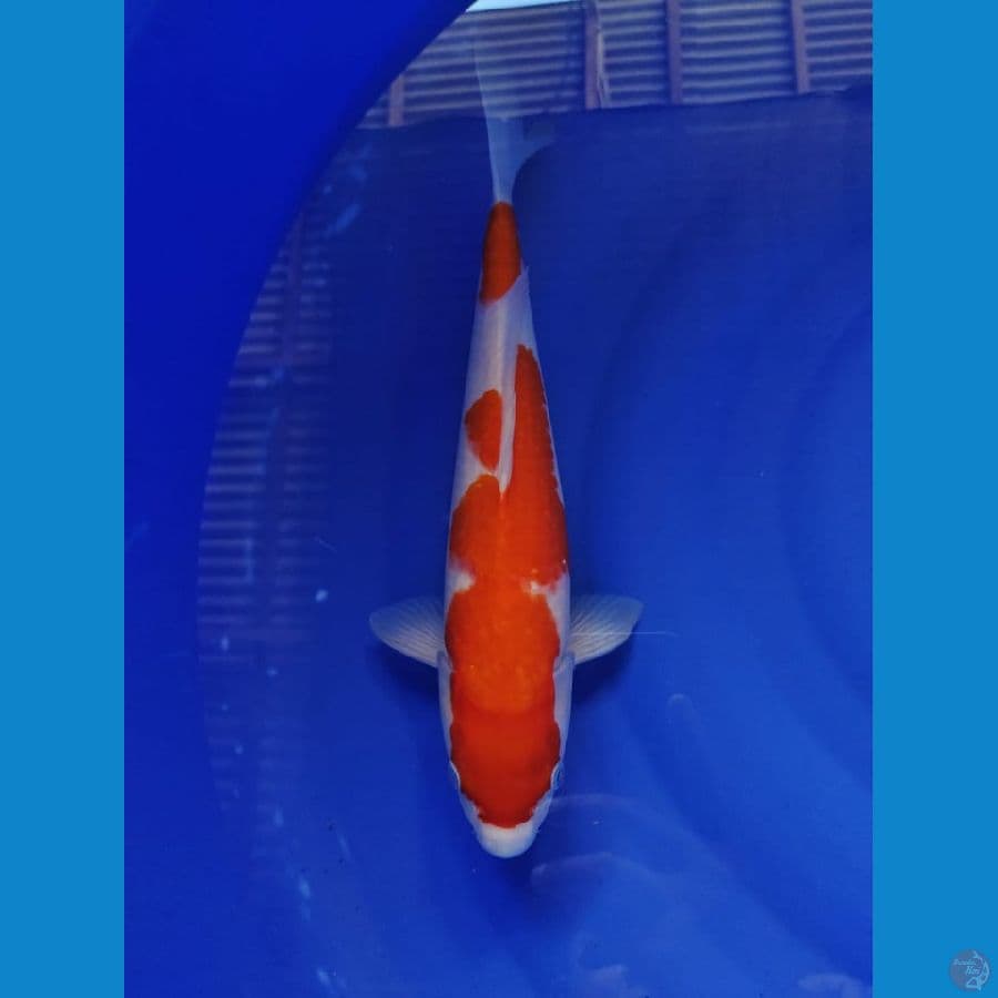 kohaku 38cm