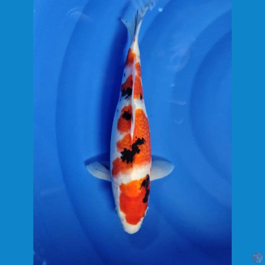 sanke 35cm
