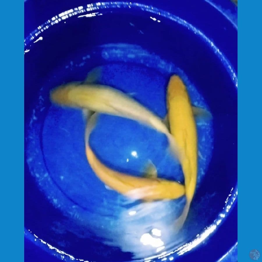 35cm karasi lemon 3ekor