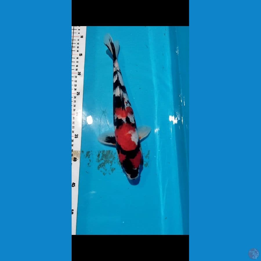 Showa metir 33cm merah