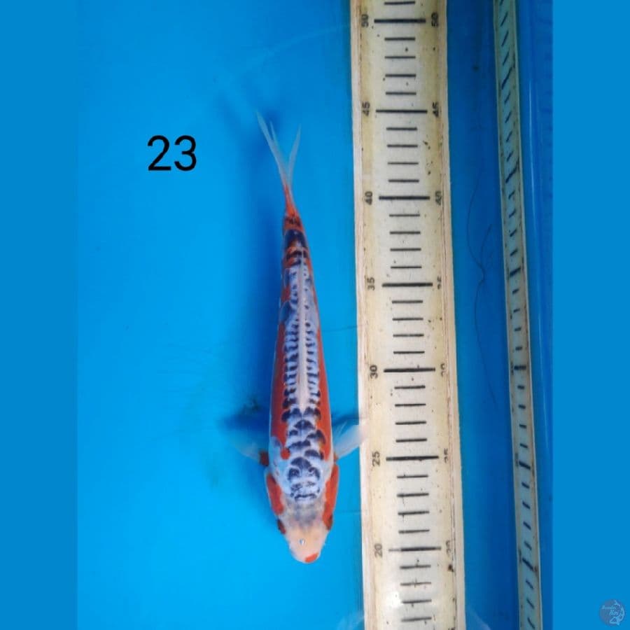 hana shusui 23cm