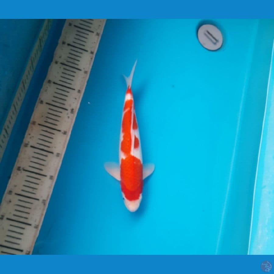 3# Ai koromo 32cm .M