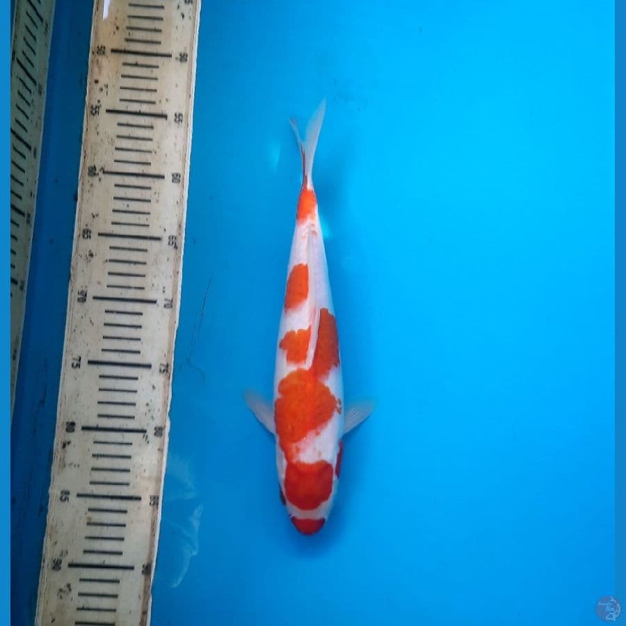 3# Ai koromo 32cm. M