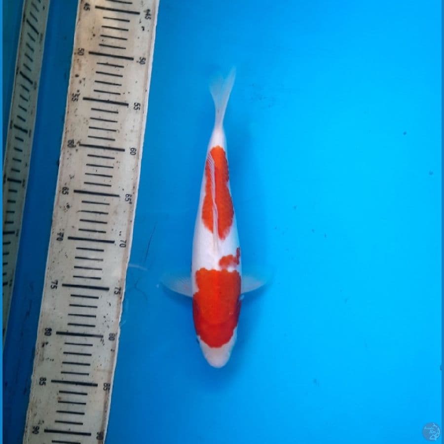 5# Ai koromo 31cm. F