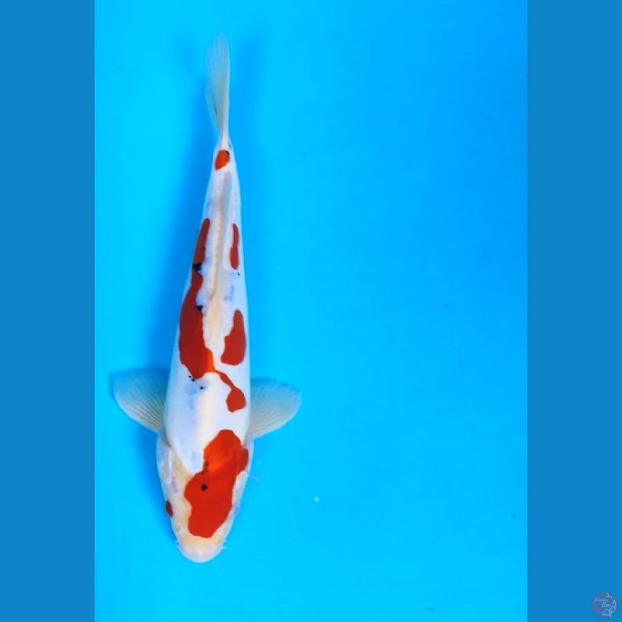 doitsu murni 24cm male