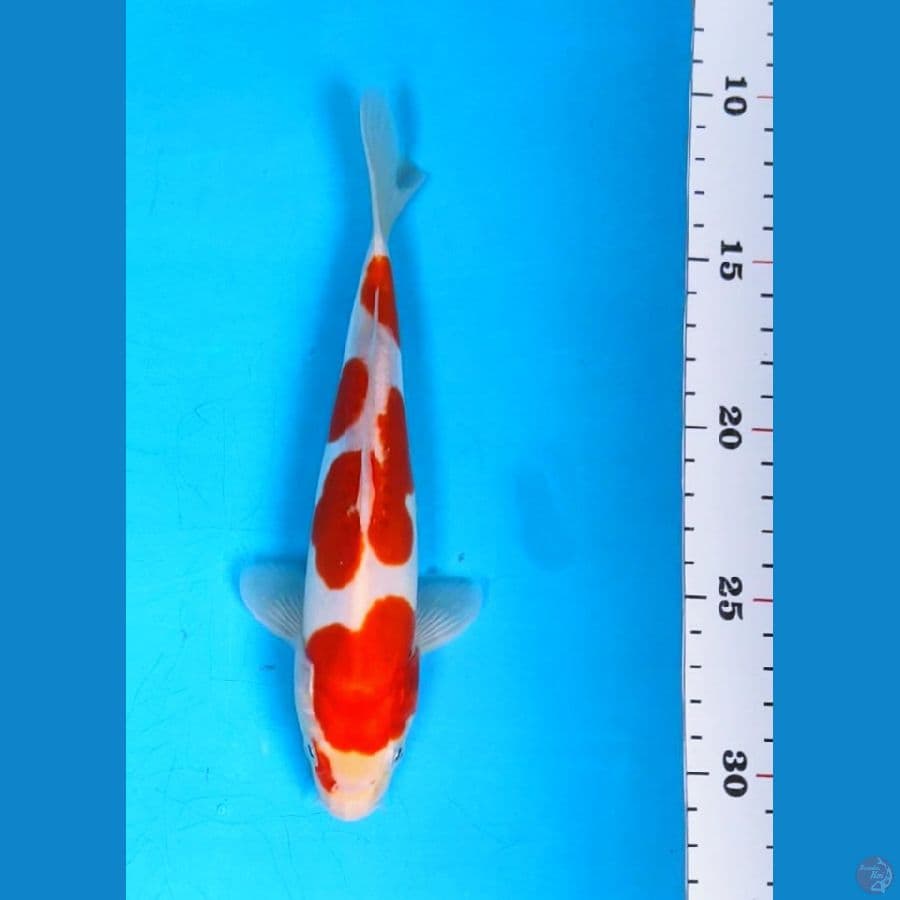 kohaku doit strong 19cm