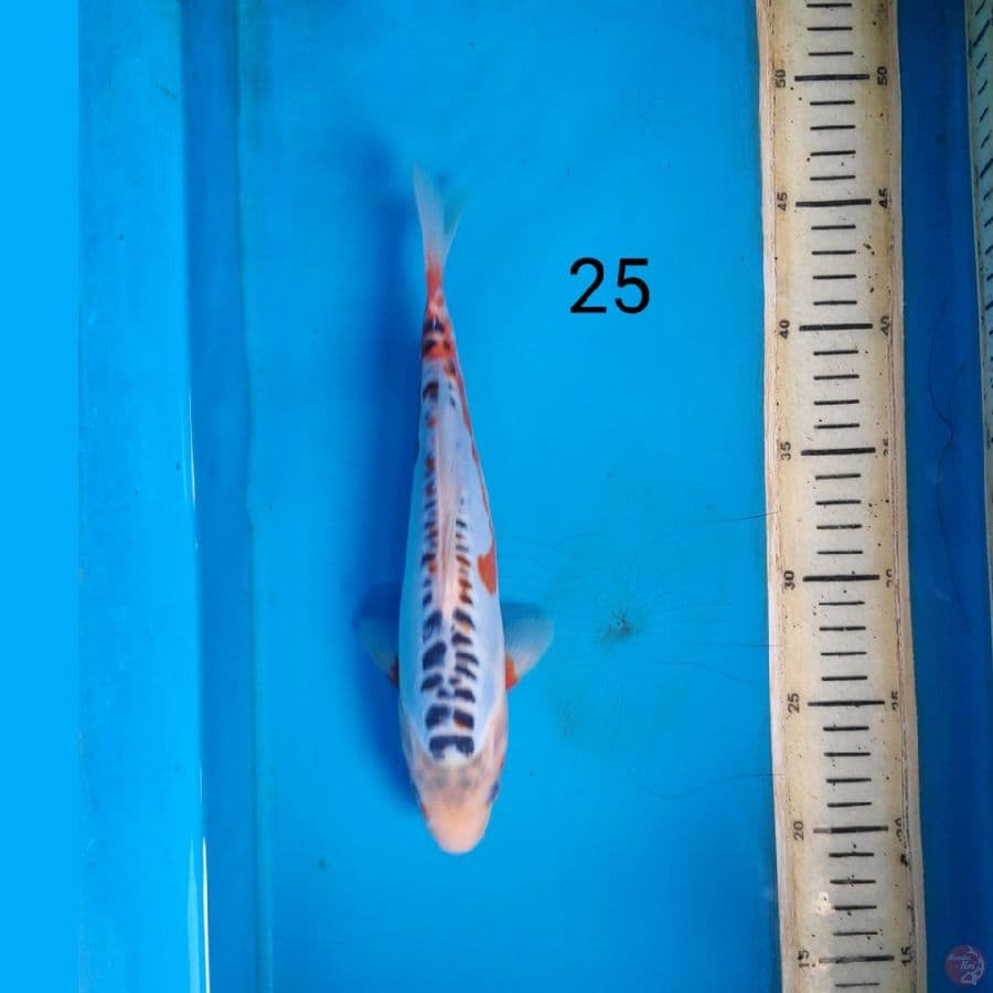 shusui 25cm
